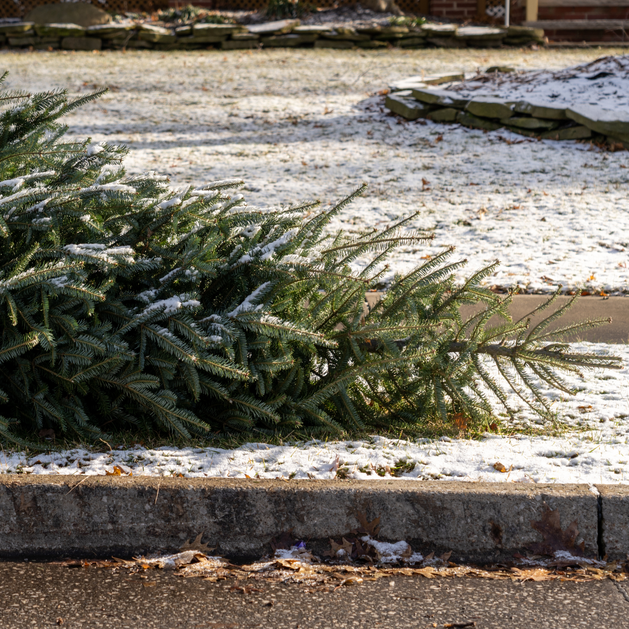 Dispose of Your Christmas Tree with Ease in Upper Merion Township!